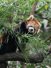 レッサーパンダ5