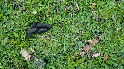 Dog droppings lying on the city lawn