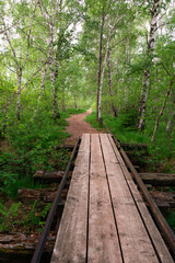 Green forest showing beautiful natural hikingtrail