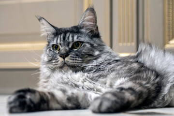 cat breed maikun gray lies