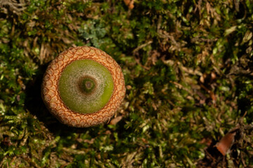 Upside-down green acorn on moss