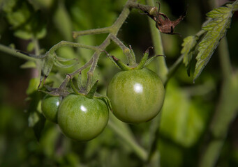 Green tomatoes on the vine