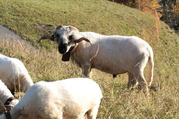 tier, ziege, säugetier, deer, wild lebende tiere, natur, bauernhof, wild, schaf, gras,  geweih, fell, elch, antilope, bock,weiß, wiese, portrait, bighorn, kopf, funny Animal lustige Tiere, widder, Ram