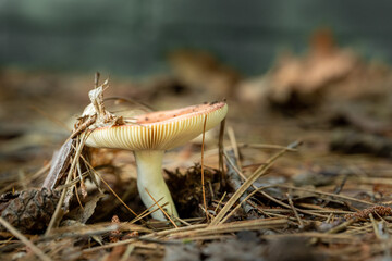 Mushroom growing up through pine needles on the ground