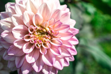 Pink Dahlia flower close-up. Hello autumn