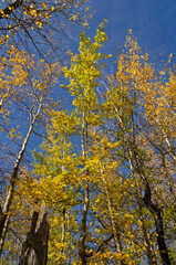 Autmn Trees against a Cloudy Blue Sky