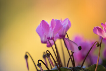 Ciclamini rosa