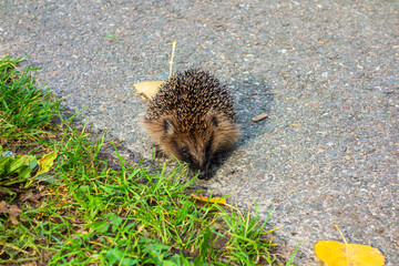 Close up of a hedgehog (Erinaceus europaeus)
