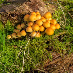 Close up of Sulphur tuft fungus (Hypholoma fasciculare)
