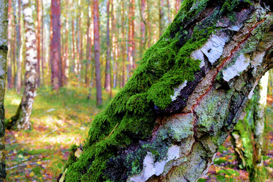 Wald und Pilze