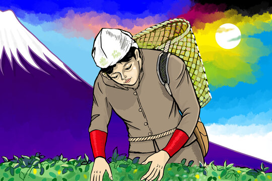 茶摘み Images Browse 1 565 Stock Photos Vectors And Video Adobe Stock