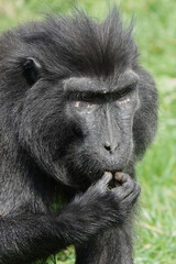 close up portrait of a Crested Macaque.