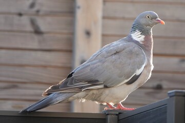 pigeon on the wall