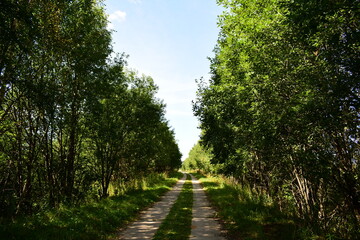 footpath in the park