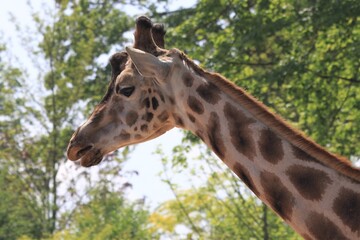 giraffe eating grass