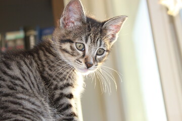 cute little kitten, close up photography