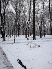 winter in the park