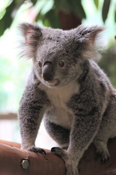 koala in a tree