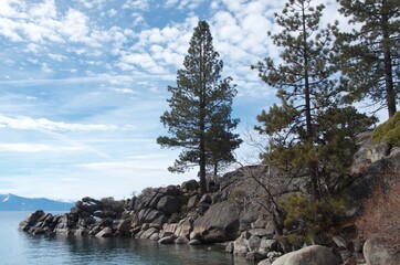 White Fir over looking Lake Tahoe