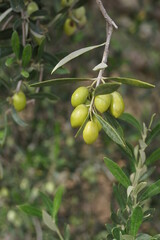 Close up of olive fruits on a plant. Crete, Greece