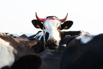 Herd of cattle. The head of one of the bulls is higher than the others. 
