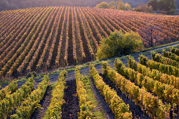 Vigne in autunno