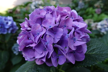 Hortensienbl&uuml;te auf der Isola Madre, Lago Maggiore