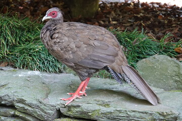 Fasan im Park