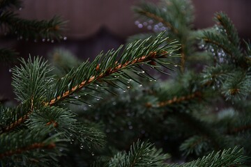 
Pine tree branch