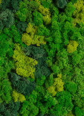 Wall in the room decorated with stabilized moss. Moss and lichens for decoration of the interior. Eco design concept