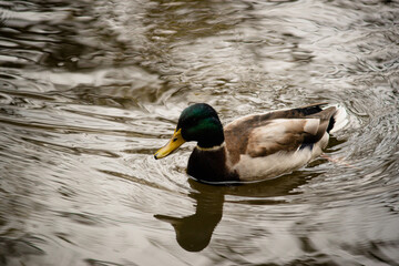 wild ducks floating in the pond
