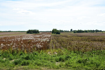 field of corn