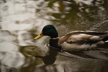 wild ducks floating in the pond