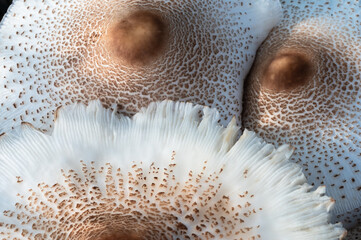 Fototapeta premium Nature Abstract: Caps of a Parasol Mushroom