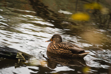wild ducks floating in the pond