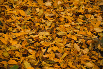 Yellow autumn leaves lie on the ground
