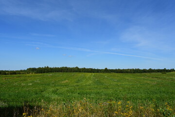 Fototapeta premium grass and sky