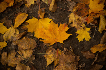 Yellow autumn leaves lie on the ground
