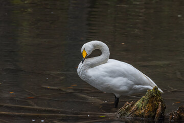 swan stands in the water and cleans its feathers
