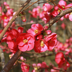 Fleurs de Chaenomeles	
