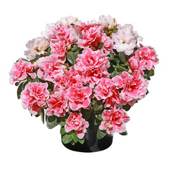 Azalée japonaise rose en pot	