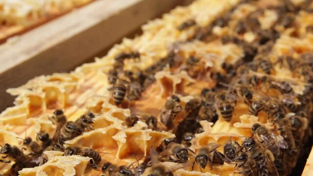 Honeycombs with parchment, bees pack honeycomb with bee bread. Therapeutic properties of bee bread. Apitherapy.

