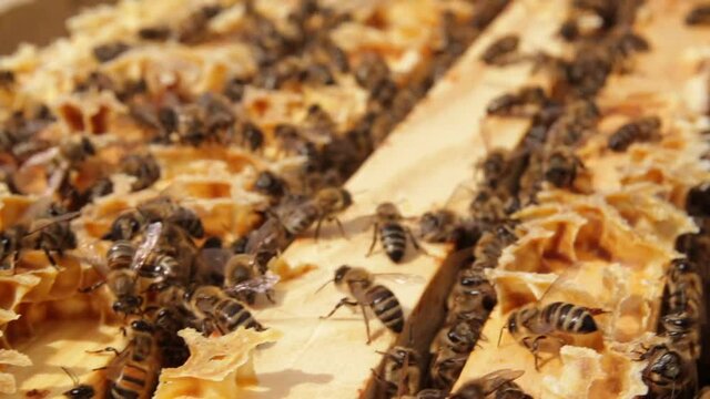 Honeycombs with parchment, bees pack honeycomb with bee bread. Therapeutic properties of bee bread. Apitherapy.

