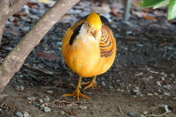 Gelber Goldfasan