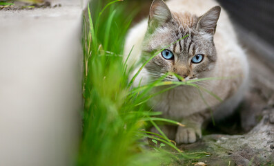 Gato ojos azules