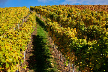 Obraz premium colorful wine plant leaves all up the hill