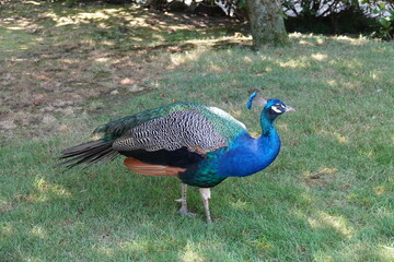 Fototapeta premium Blauer Pfau im Park