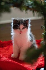 Fluffy kitten under the Christmas tree, backlit