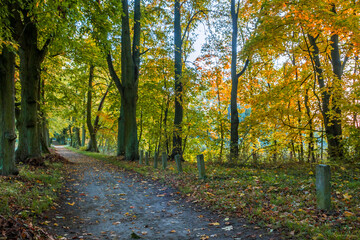 Autumn trees alley with colorful leaves in the park