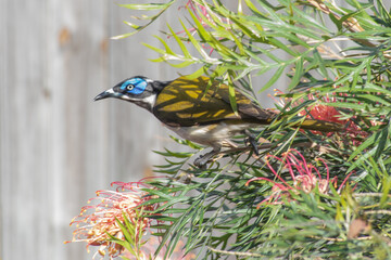 Blue-faced Honeyeater on Grevillea branch